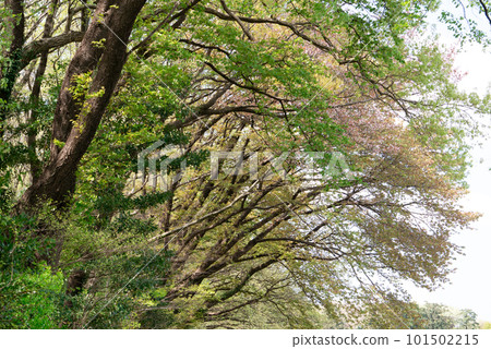 Looking up at the fresh green trees 101502215