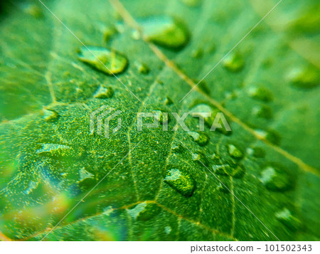 Close-up image material of fresh green leaves and raindrops Close-up image material of fresh green leaves and raindrops 101502343
