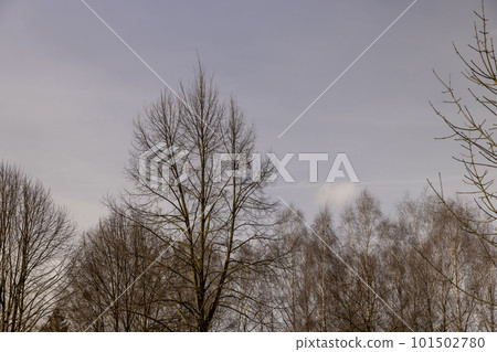 Bare trees in sunny spring weather, bare deciduous trees Bare trees in sunny spring weather, bare deciduous trees 101502780
