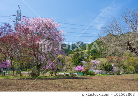 Rural Spring, Sagamihara Countryside Scenery Rural Spring, Sagamihara Countryside Scenery 101502808