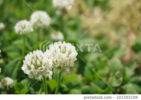 White clover 101503199