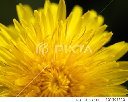 Spring flowers and dandelion flowers 101503220