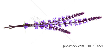 Sprigs of purple salvia flowers in a small bouquet isolated 101503221