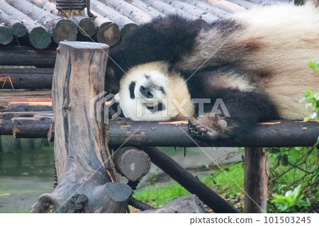 大熊貓(中國 - 成都大學學校育種研究基地) 大熊貓(中國 - 成都大學學校育種研究基地) 101503245