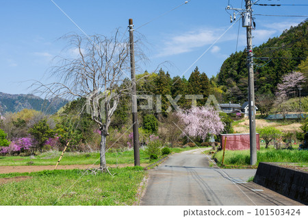 Village scenery in spring, countryside of Sagamihara 101503424