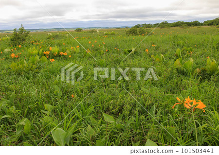 Wetland flowers in early summer 101503441