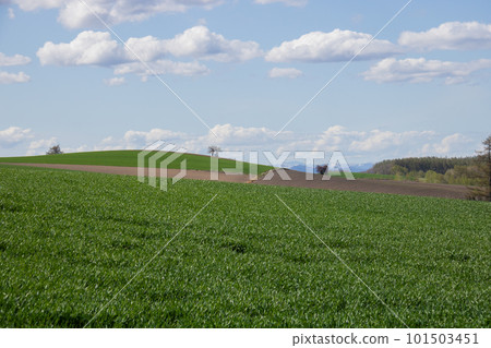 綠色麥田和藍天 綠色麥田和藍天 101503451
