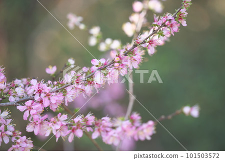 春天，美麗的花園櫻花 101503572