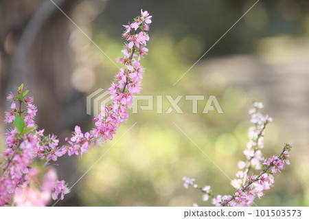 春天，美麗的花園櫻花 101503573