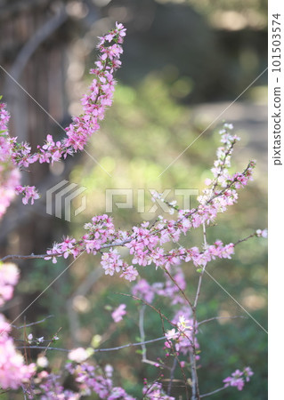 春天,美麗的花園櫻花 春天,美麗的花園櫻花 101503574