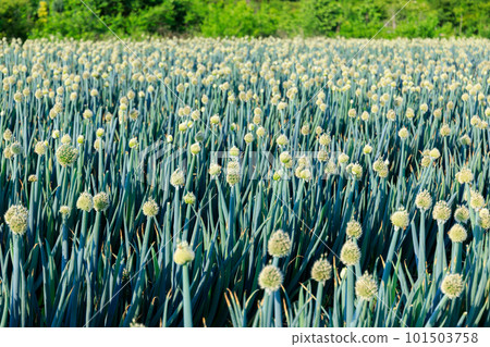 Green onion field Green onion field 101503758