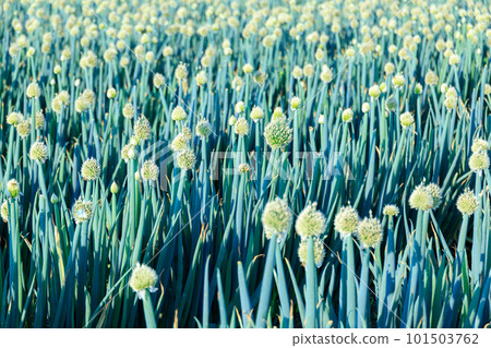 Green onion field Green onion field 101503762