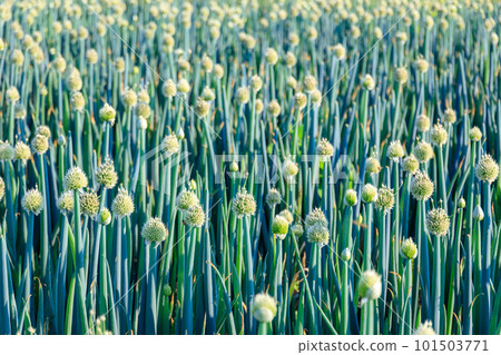 Green onion field Green onion field 101503771