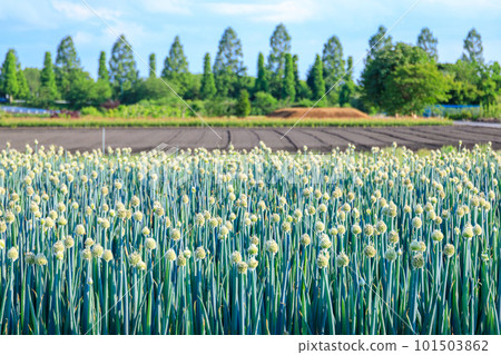 Green onion field Green onion field 101503862
