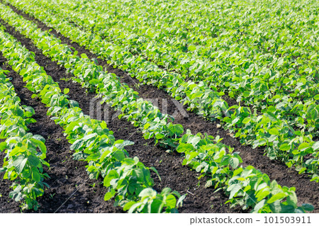 Potato field 101503911