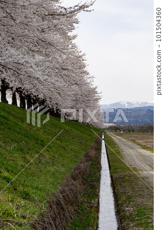 Row of cherry blossom trees in Mizonobu Row of cherry blossom trees in Mizonobu 101504360