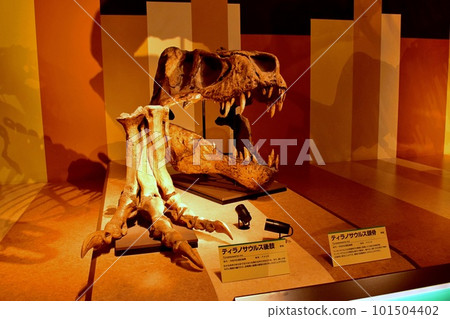 Iwaki City Coal and Fossil Museum Horuru Tyrannosaurus Skull and Legs 101504402