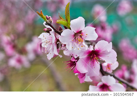almond blossoms bathed in spring light almond blossoms bathed in spring light 101504567