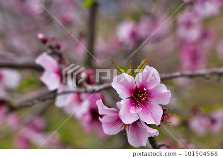 almond blossoms bathed in spring light almond blossoms bathed in spring light 101504568