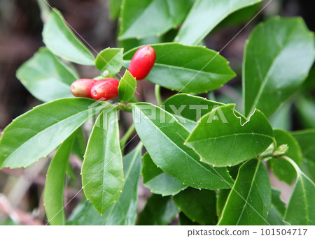 紅月桂果實 紅月桂果實 101504717