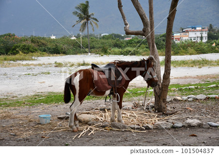 Horse tied to a tree on the coast with a palm tree in Xincheng, Taiwan Horse tied to a tree on the coast with a palm tree in Xincheng, Taiwan 101504837