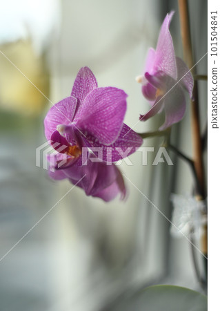 Vertical shot of a purple-white speckled orchid on the windowsill 101504841
