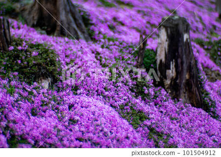 Moss phlox growing in clusters 101504912