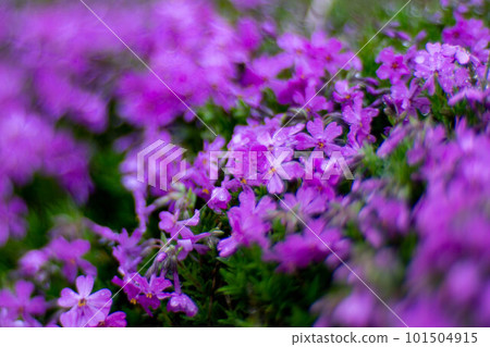 Moss phlox growing in clusters Moss phlox growing in clusters 101504915