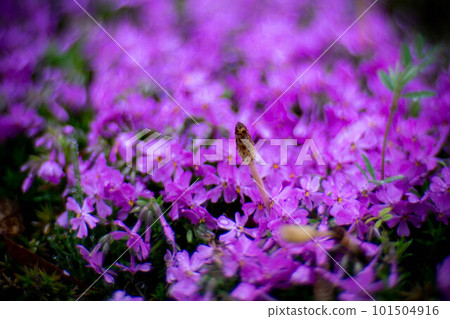 Moss phlox growing in clusters Moss phlox growing in clusters 101504916