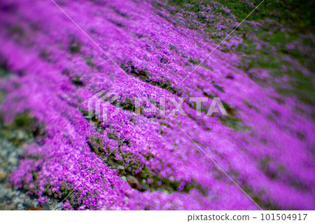 Moss phlox growing in clusters Moss phlox growing in clusters 101504917