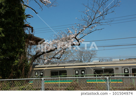 I walked to see the cherry blossoms in my neighborhood 101504974