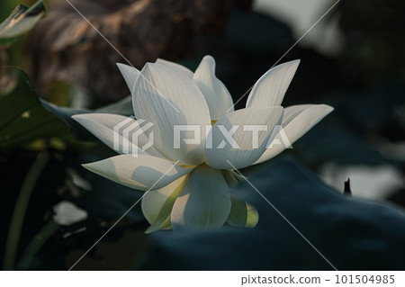 white lotus white lotus 101504985