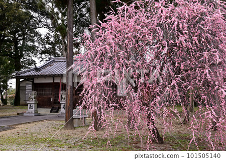 Weeping plum tree at Oizumi Tenman Shrine Weeping plum tree at Oizumi Tenman Shrine 101505140