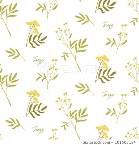 Minimalistic floral pattern on a white background. Chamomile and tansy. Meadow wild herbs. Minimalistic floral pattern on a white background. Chamomile and tansy. Meadow wild herbs. 101505154