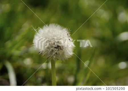 A dandelion with fluff tangled up...1 101505200