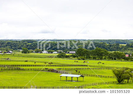 純種馬放牧（北海道新冠布） 101505320