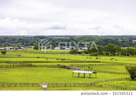 純種馬放牧（北海道新冠布） 101505321