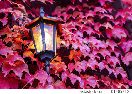Autumn ivy and lamps crawling on the wall of a building in autumn 101505760