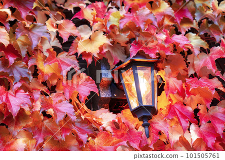 Autumn ivy and lamps crawling on the wall of a building in autumn Autumn ivy and lamps crawling on the wall of a building in autumn 101505761
