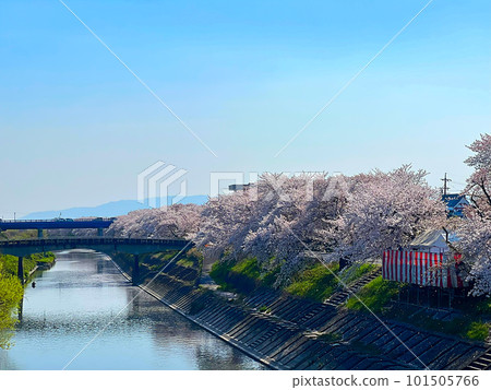 Along the Sakura River 101505766