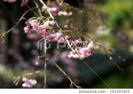 垂枝櫻桃和芽 垂枝櫻桃和芽 101505855