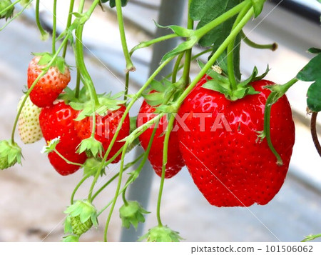 Strawberries Strawberries 101506062
