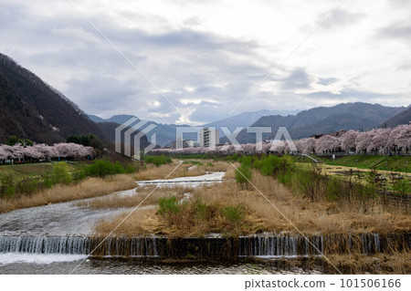 Row of cherry blossom trees along the Mamigasaki River 101506166