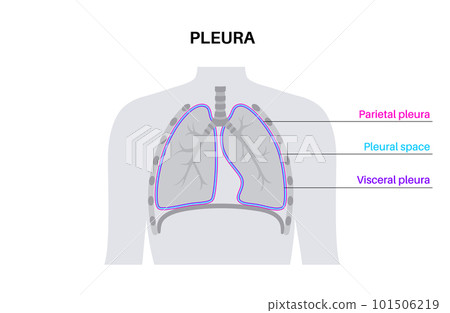 Pleura anatomical poster 101506219
