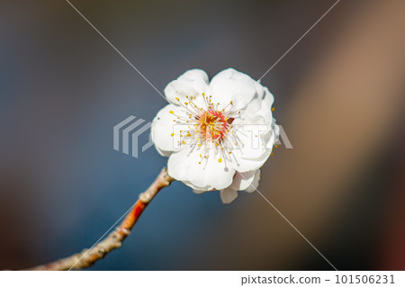 Plum blossom Plum blossom 101506231