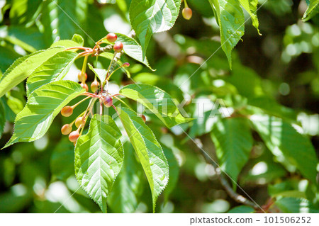 Red cherry fruit 101506252