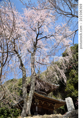 Nyoirinji Temple's Tahoto Pagoda surrounded by weeping cherry blossoms in full bloom (Yoshino Town, Nara Prefecture) 101506369