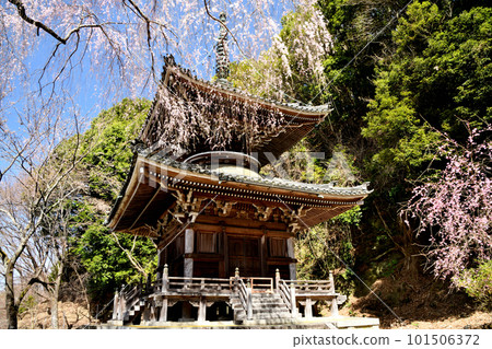 Nyoirinji Temple's Tahoto Pagoda surrounded by weeping cherry blossoms in full bloom (Yoshino Town, Nara Prefecture) 101506372
