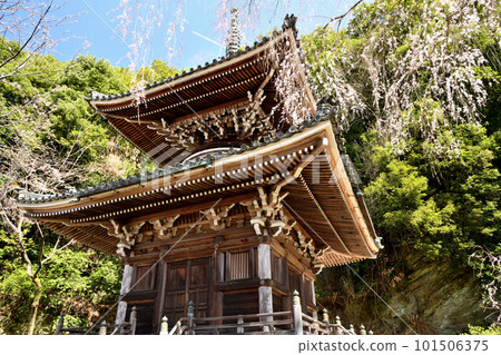 Nyoirinji Temple's Tahoto Pagoda surrounded by weeping cherry blossoms in full bloom (Yoshino Town, Nara Prefecture) 101506375