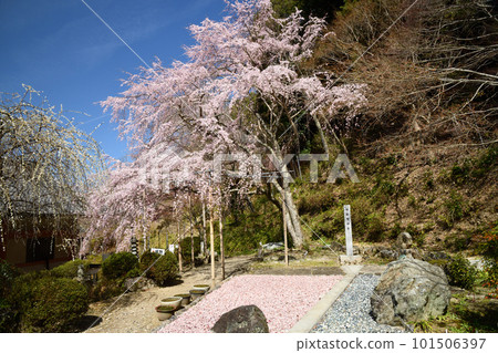 Nyoirinji Temple surrounded by weeping cherry blossoms in full bloom (Yoshino Town, Nara Prefecture) 101506397